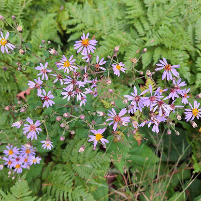 Big-leaved Aster