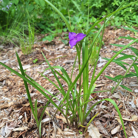 Prairie Spiderwort