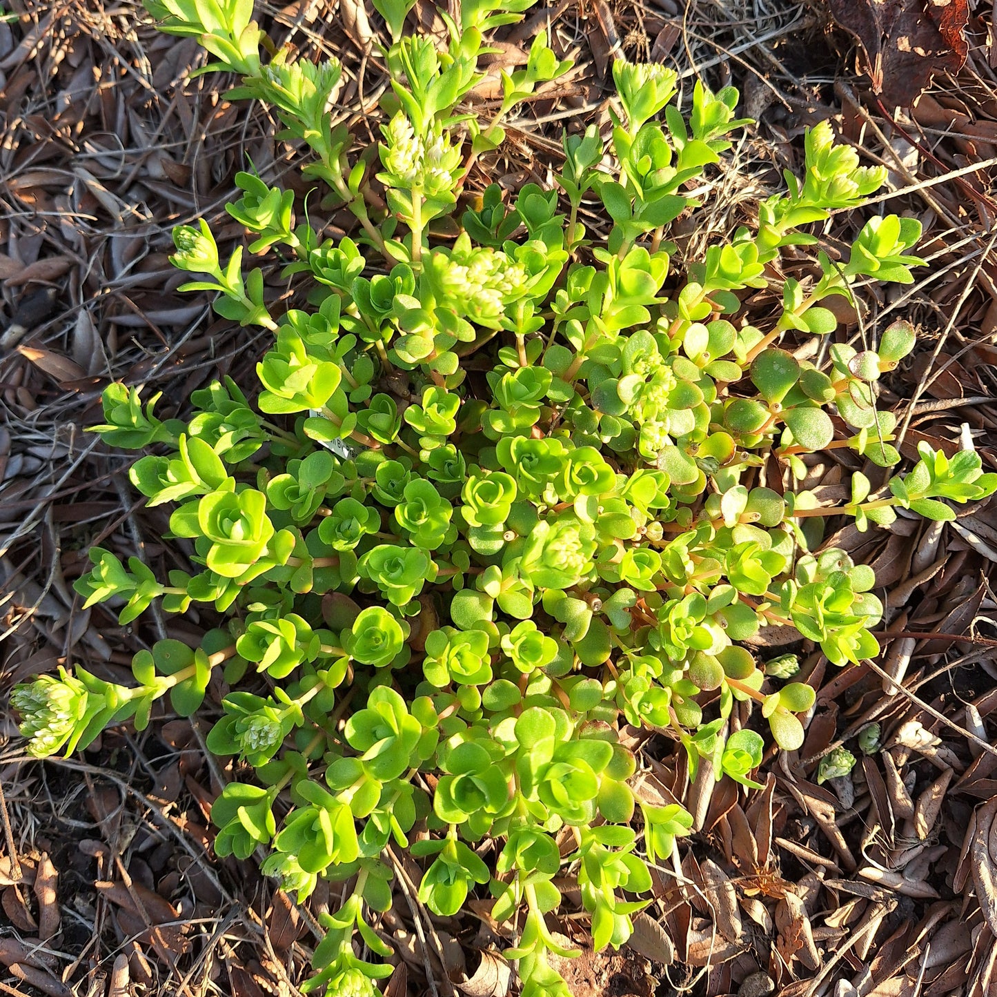 Wild Stonecrop