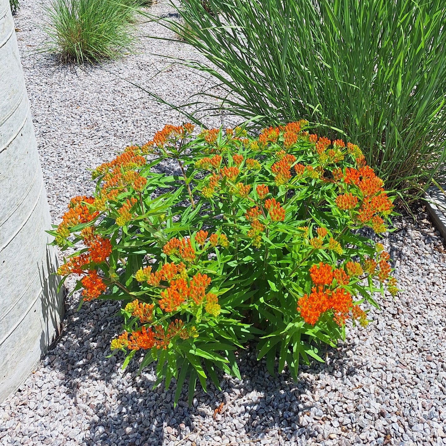 Butterfly Weed