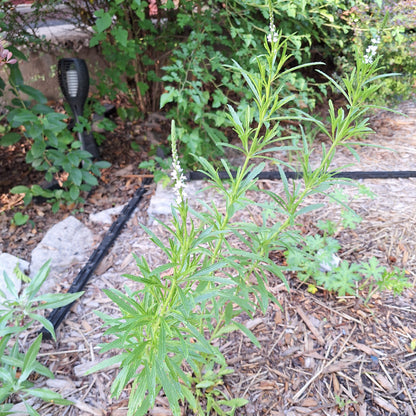 Narrow-leaved Vervain