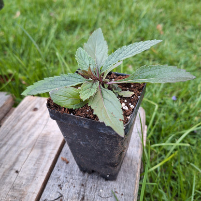 Blue Vervain