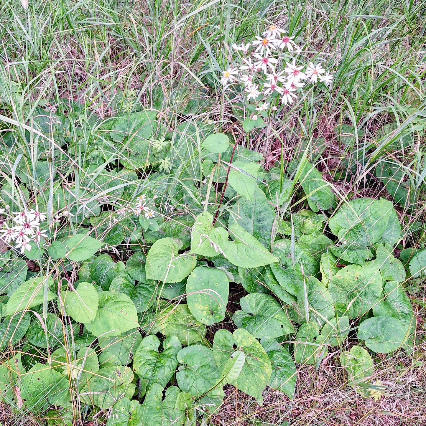 Big-leaved Aster
