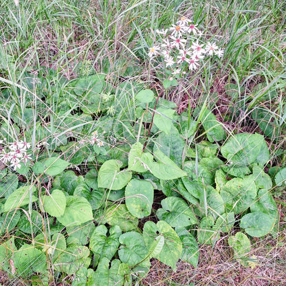 Big-leaved Aster