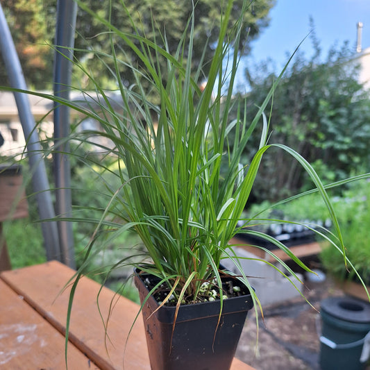 Plains Oval Sedge