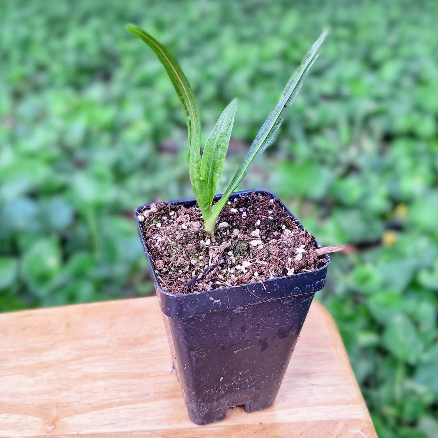 Marsh (Dense) Blazing Star
